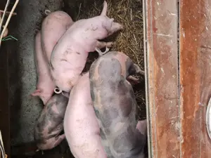 Purcei rasa Pietrain de vânzare 