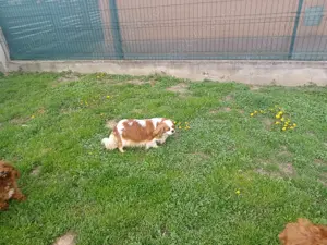 Cavalier king charles spaniel gestanta