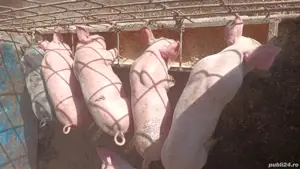 purcei  doua luni - imagine 2