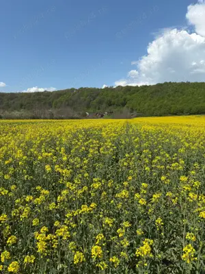 Teren intravilan parcelabil 3283 mp langa Valenii de Munte - imagine 7