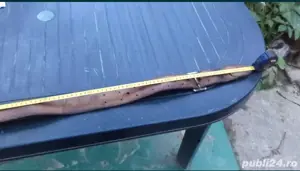 Centura militara vintage - imagine 2