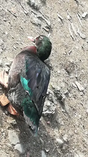 Rate Foarte Frumoase de Rasă  - imagine 3