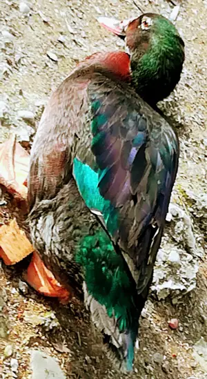 Rate Foarte Frumoase de Rasă 