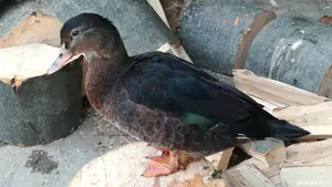 Rate Foarte Frumoase de Rasă  - imagine 4