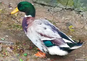 Rate Foarte Frumoase de Rasă  - imagine 2