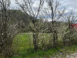 Teren de vânzare Filipeștii de Pădure - imagine 7