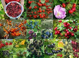 Fructe padure ghiveci Zmeur-mur Goji Corn Maces Catina Mur Afin Aronia