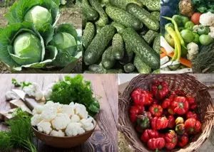 Seminte Toamna Varza buzau castraveti conopida gogosari pachet 20 plic