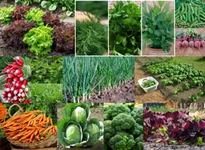 Seminte Primavara Verdeata loboda spanac salata arpagic Pachet 20 plic