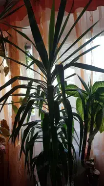 iuca, yucca, yukka mare superba