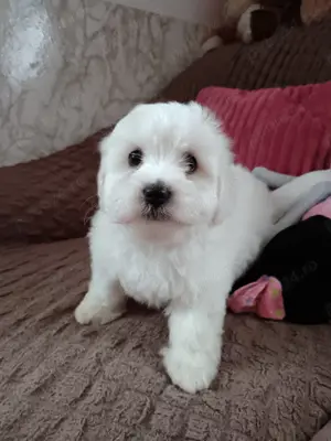 Băieței și fetițe bichon  - imagine 2