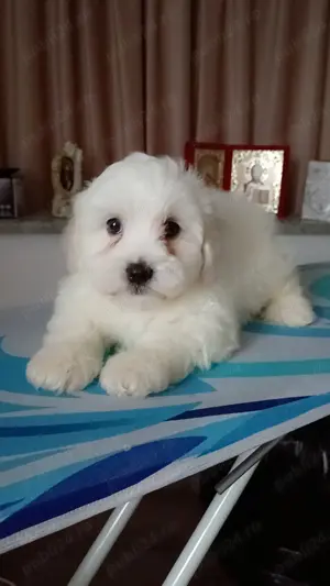 Bichon maltez băiat și fetita - imagine 2