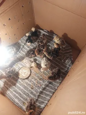 Vand pui de curca  - imagine 3