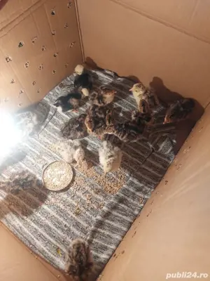 Vand pui de curca  - imagine 2