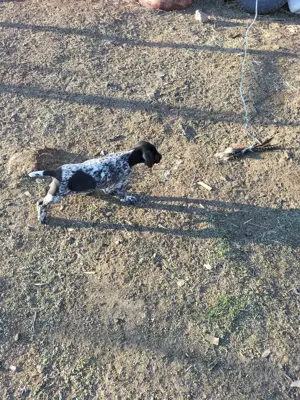 Dresaj canin  - imagine 2