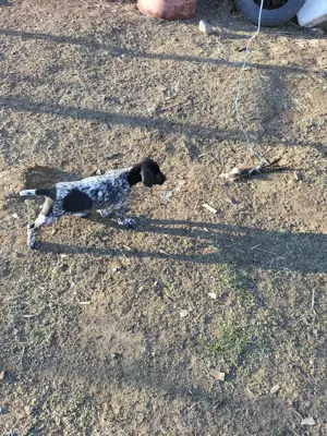 Dresaj canin  - imagine 3