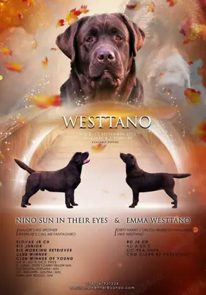 Labrador ciocolatiu campion Romania - imagine 4