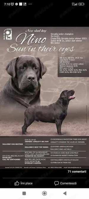 Labrador ciocolatiu campion Romania - imagine 8