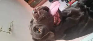 Labrador ciocolatiu campion Romania - imagine 9