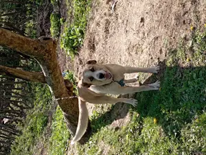 Vând cățea de 3 ani crescuta la stana 