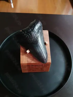 Fosila rara de Megalodon cu vitrina muzeu de prezentare