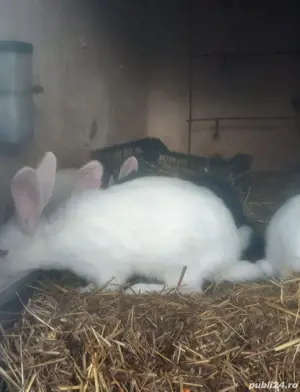 iepuri de vânzare  - imagine 4