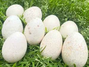 Oua de curca pentru incubat !! - imagine 3