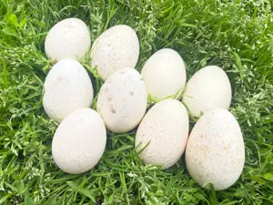 Oua de curca pentru incubat !! - imagine 2