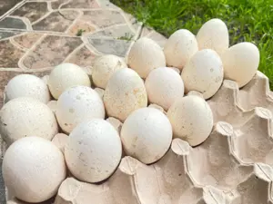 Oua de curca pentru incubat !! - imagine 4