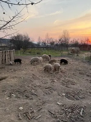 Mangalita cu origini