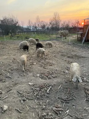 Mangalita cu origini - imagine 2