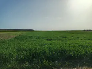 Teren investitie Cernica, Posta - imagine 3