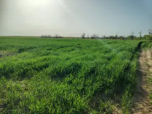 Teren investitie Cernica, Posta - imagine 5