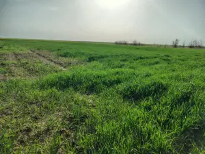 Teren investitie Cernica, Posta - imagine 4