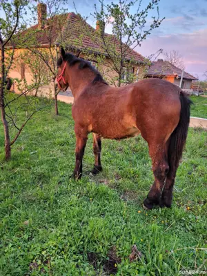 Vând mânză  - imagine 3