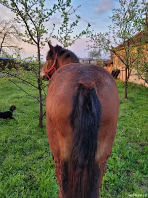 Vând mânză  - imagine 2