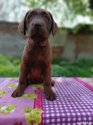 Labrador retriever ciocolatiu Pedigree pașaport  - imagine 3