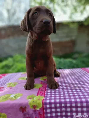 Labrador retriever ciocolatiu Pedigree pașaport  - imagine 2