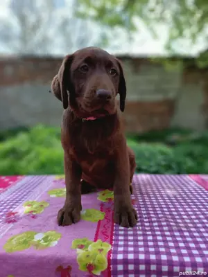 Labrador retriever ciocolatiu Pedigree pașaport