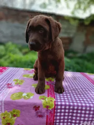 Labrador retriever ciocolatiu Pedigree pașaport  - imagine 4