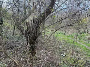 Breaza - str. Plaiului, teren 1400 mp - imagine 11