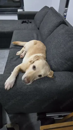 Mascul Labrador Retriever