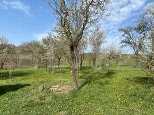Casa  cu 10000mp de teren in Buza, la 50 km de Cluj-Napoca - imagine 5