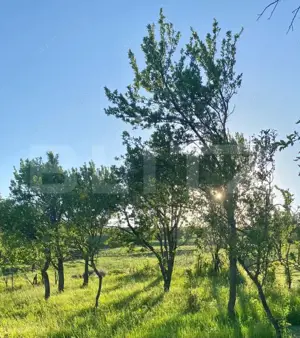 Casa  cu 10000mp de teren in Buza, la 50 km de Cluj-Napoca - imagine 4