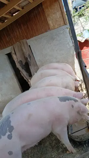 Vând porci de sacrificat. - imagine 2