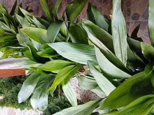 Vând plantă de interior! 