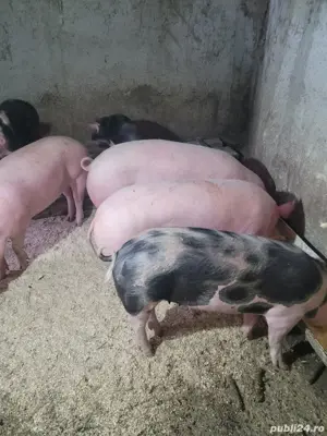 Vând porci și purcei 