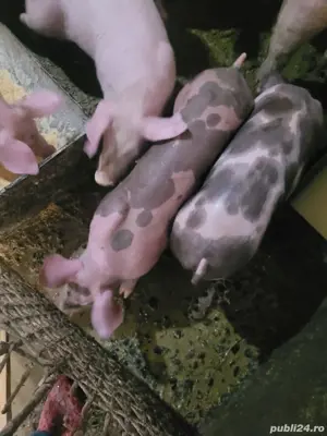 Vând porci și purcei  - imagine 2