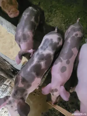 Vând porci și purcei  - imagine 3