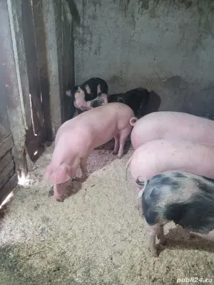 Vând porci și purcei  - imagine 5